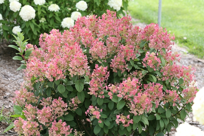 'Little Quick Fire®' Panicle Hydrangea - Hydrangea paniculata from Winding Creek Nursery