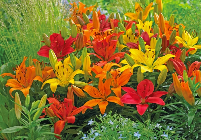 'Multiple Varieties' Assorted, Asiatic Lily - Lilium from Winding Creek Nursery