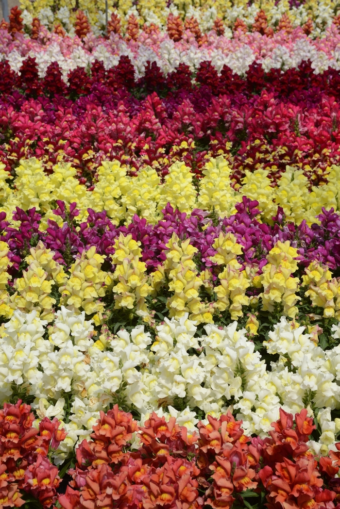 Snapshot™ 'Mix' - Antirrhinum majus (Snapdragon) from Winding Creek Nursery