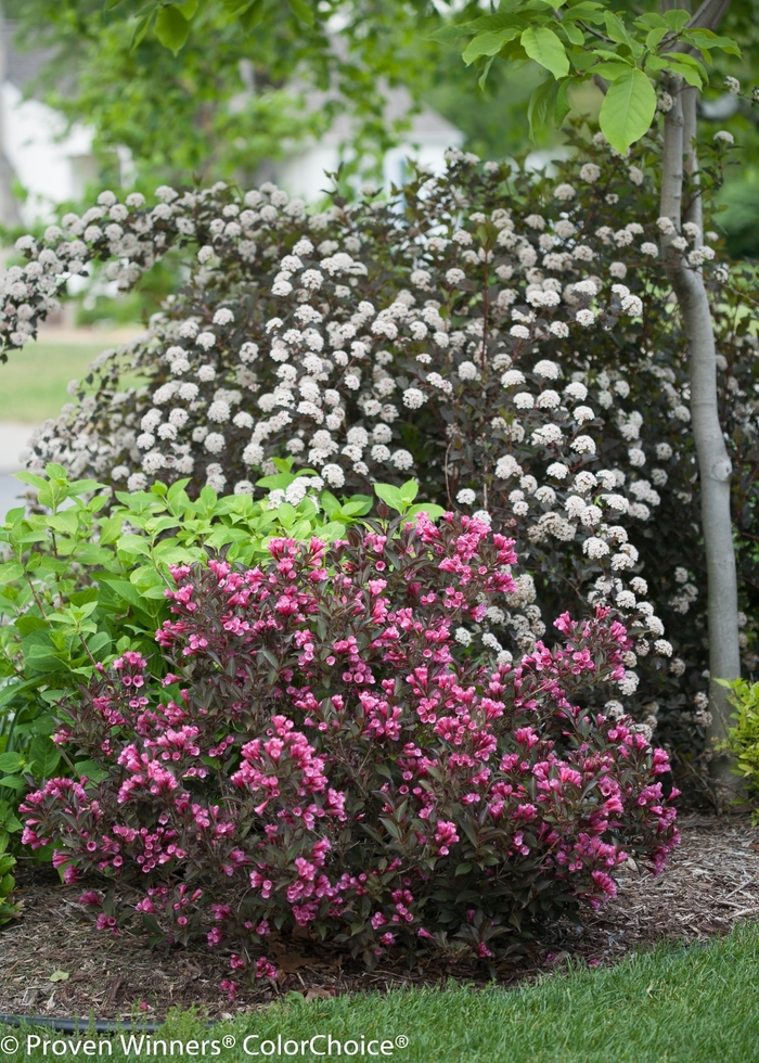 Ninebark - Physocarpus opulifolius from Winding Creek Nursery