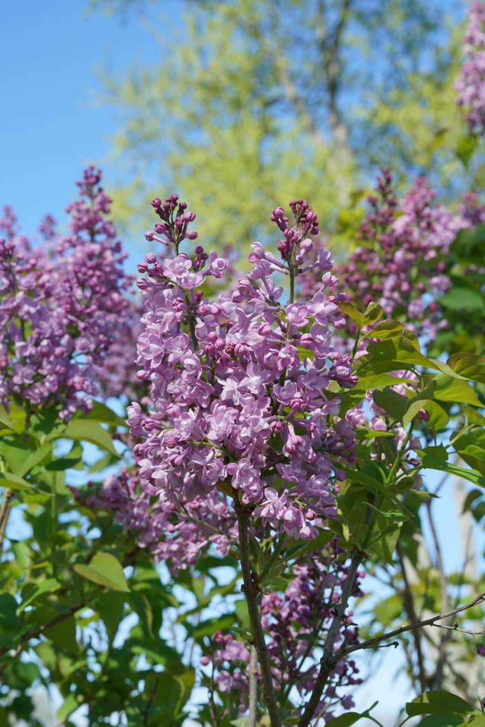 Scentara® 'Double Blue' - Syringa x hyacinthiflora (Lilac) from Winding Creek Nursery