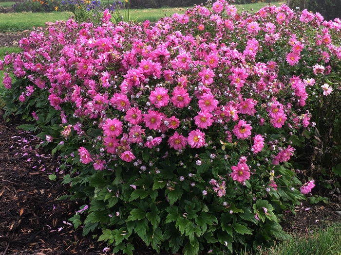 Fall in Love™ 'Sweetly' - Anemone (Japanese Anemone) from Winding Creek Nursery