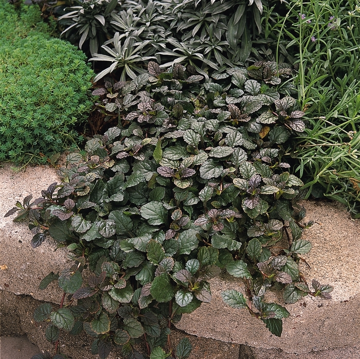 'Bronze Beauty' Bugleweed - Ajuga reptans from Winding Creek Nursery