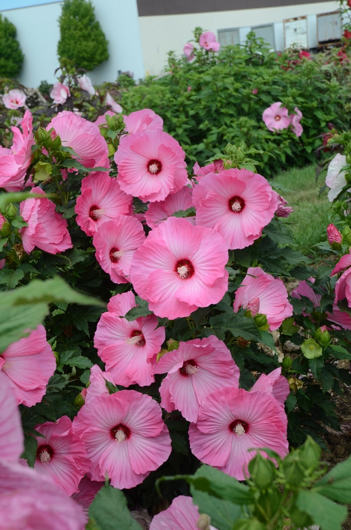 'Airbrush Effect' Rose Mallow - Hibiscus from Winding Creek Nursery