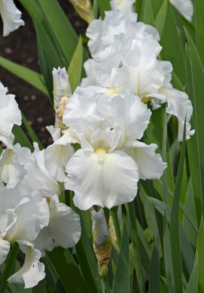 'Immortality' Bearded Iris - Iris germanica from Winding Creek Nursery