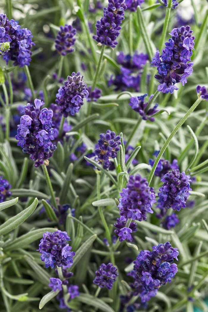 'Sweet Romance®' Lavender - Lavandula angustifolia from Winding Creek Nursery