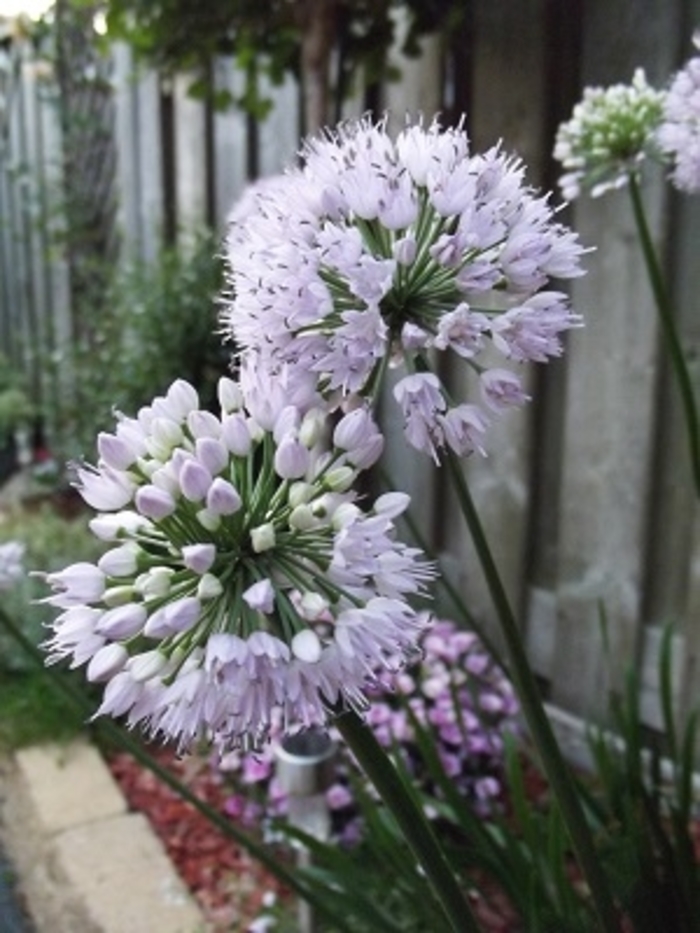 'Summer Beauty' Ornamental Onion - Allium lusitanicum from Winding Creek Nursery