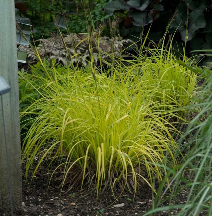 'Bowles Golden' Gold Sedge - Carex elata from Winding Creek Nursery