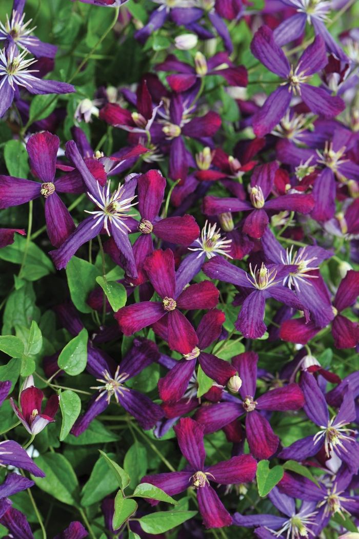 'Sweet Summer Love' - Clematis from Winding Creek Nursery