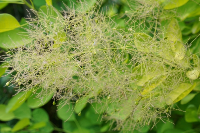 'Winecraft Gold®' Smokebush - Cotinus coggygria from Winding Creek Nursery