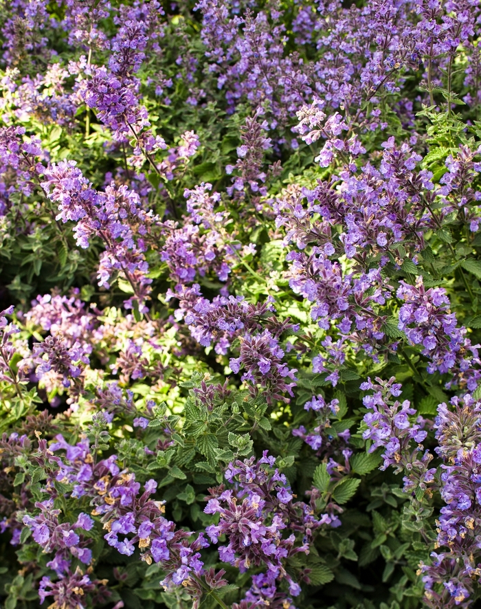 'Cat's Meow' Catmint - Nepeta x faassenii from Winding Creek Nursery