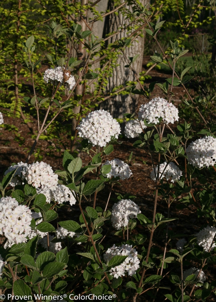 'Spice Baby™' Koreanspice Viburnum - Viburnum carlesii from Winding Creek Nursery