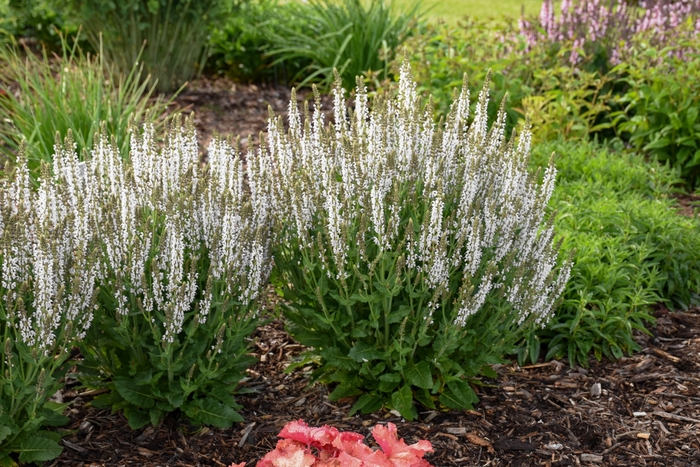 'White Profusion' Perennial Salvia - Salvia nemorosa from Winding Creek Nursery