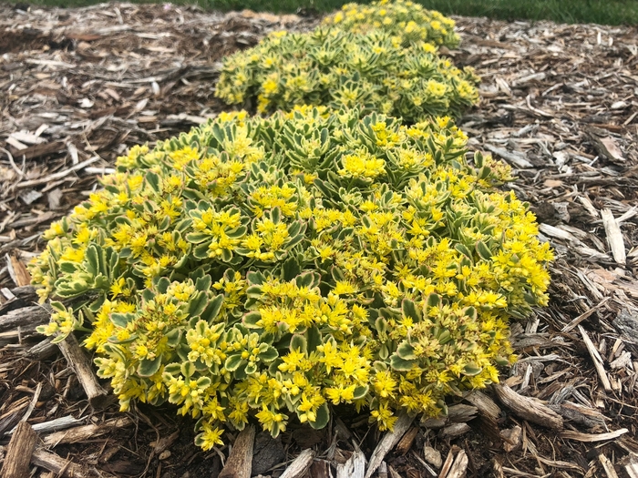 Rock 'N Grow® 'Boogie Woogie' - Sedum (Stonecrop) from Winding Creek Nursery