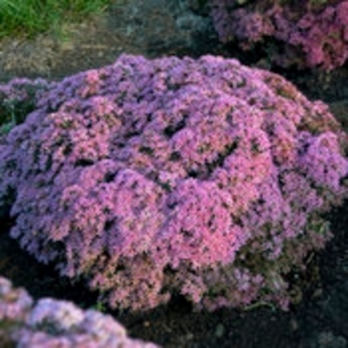 Rock 'N Round® 'Pride and Joy' - Sedum (Stonecrop) from Winding Creek Nursery