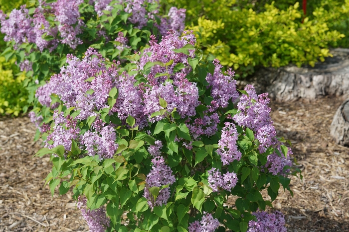 Lilac - Syringa x hyacinthiflora from Winding Creek Nursery