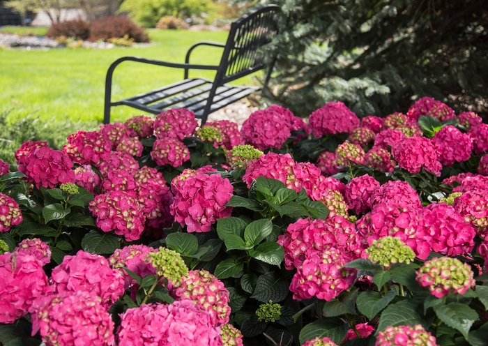 Summer Crush® - Bigleaf Hydrangea from Winding Creek Nursery