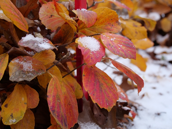 'Legend of the Fall®' Bottlebrush - Fothergilla x intermedia from Winding Creek Nursery