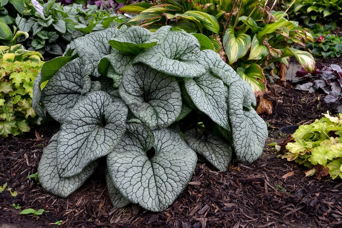 'Queen of Hearts' Heartleaf Brunnera - Brunnera macrophylla from Winding Creek Nursery