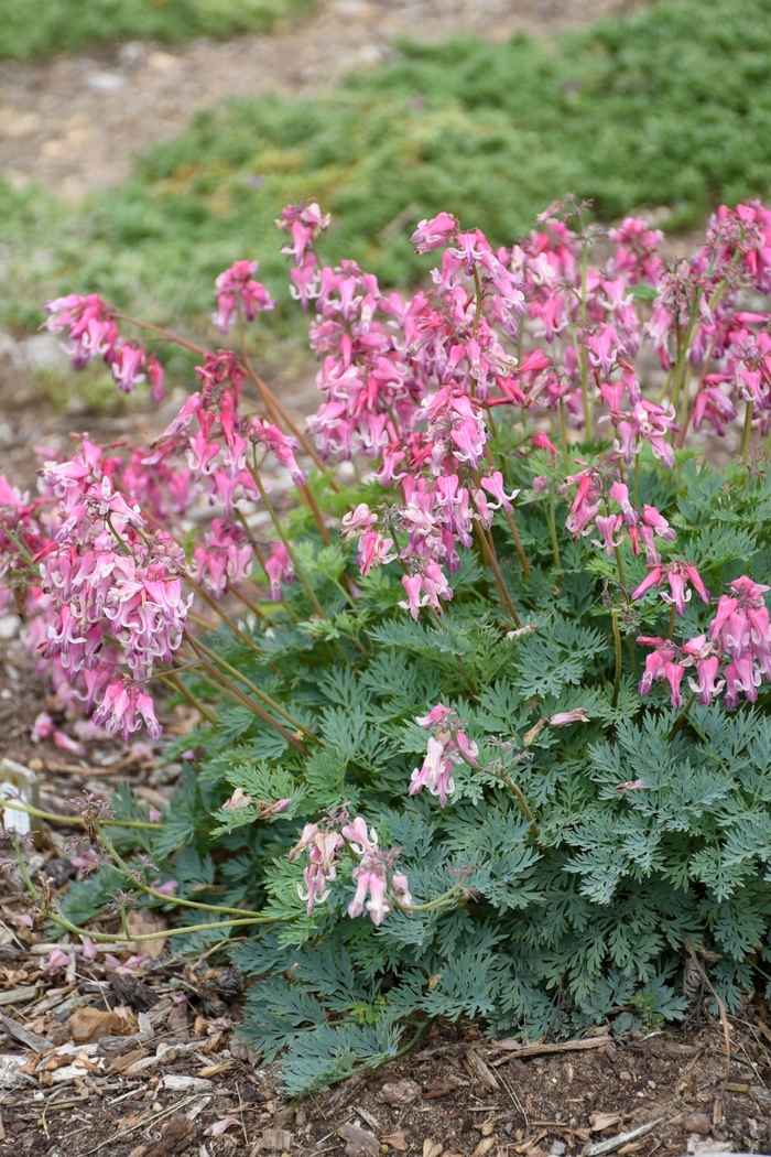 'Pink Diamonds' Fern-Leaf Bleeding Heart - Dicentra from Winding Creek Nursery