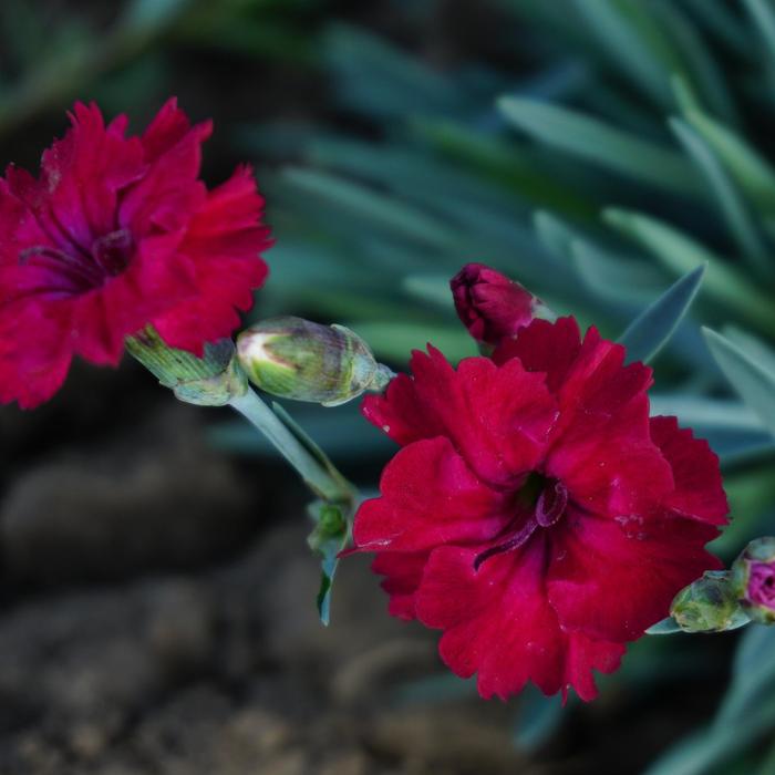 Mountain Frost™ 'Red Garnet' - Dianthus from Winding Creek Nursery