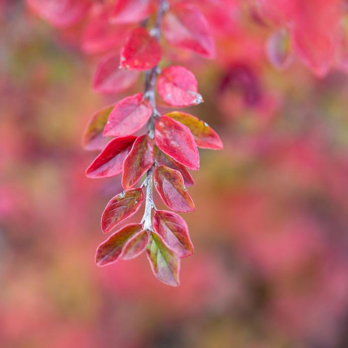 Autumn Inferno® - Cotoneaster from Winding Creek Nursery