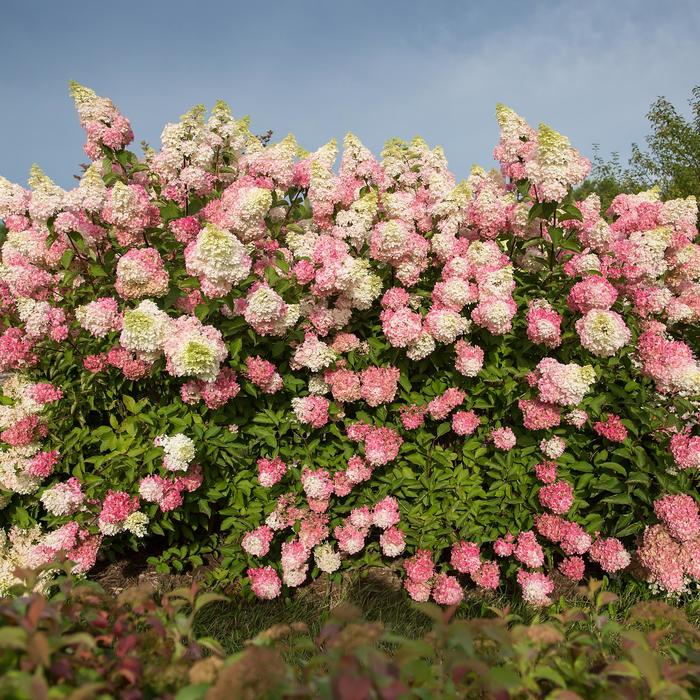 Berry White® - Hydrangea paniculata from Winding Creek Nursery