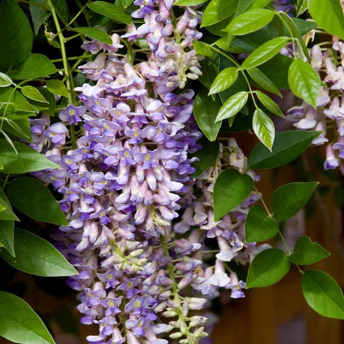 Summer Cascade™ - Wisteria macrostachya from Winding Creek Nursery