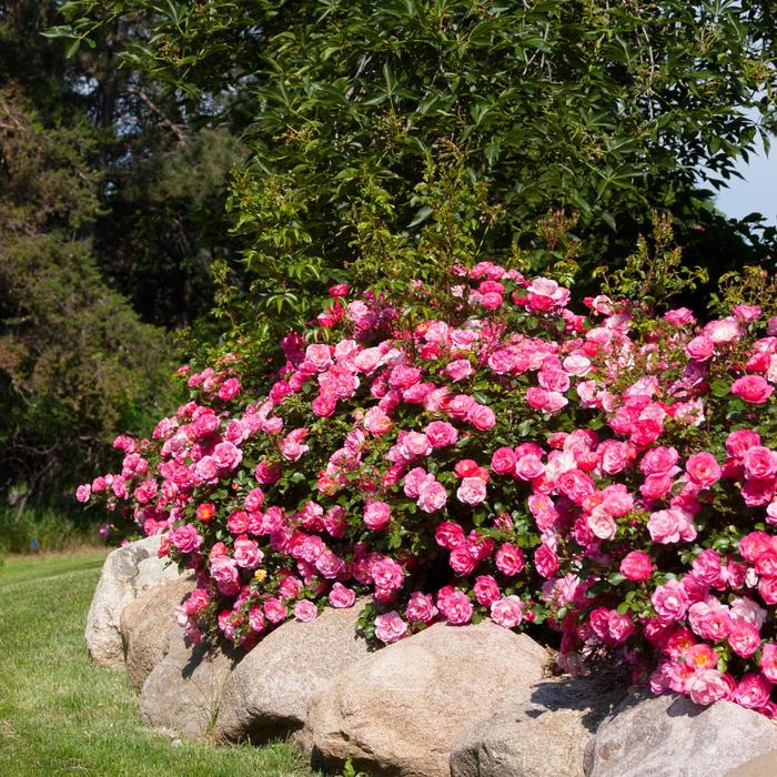 Easy Elegance® Sunrise Sunset - Rosa (Rose) from Winding Creek Nursery