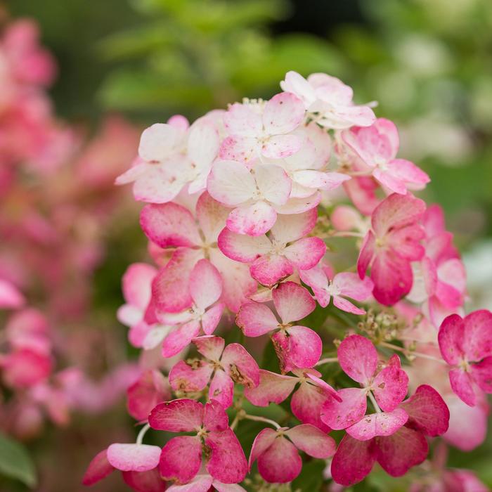 Diamond Rouge® - Hydrangea paniculata from Winding Creek Nursery