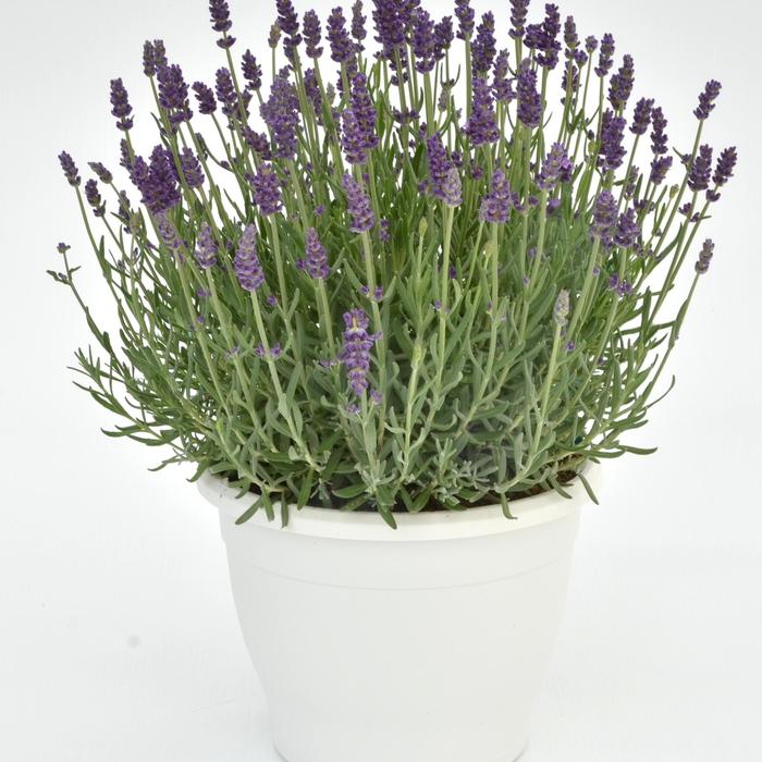 'Annet' Lavender - Lavandula angustifolia from Winding Creek Nursery