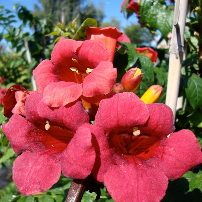 'Atomic Red™' Trumpet Vine - Campsis radicans from Winding Creek Nursery