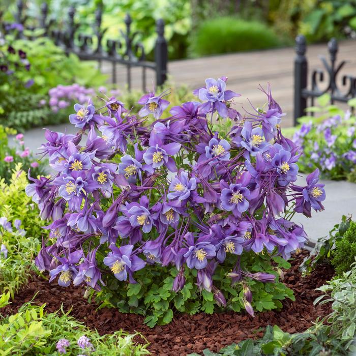 Earlybird™ 'Purple Blue' - Aquilegia caerulea (Columbine) from Winding Creek Nursery