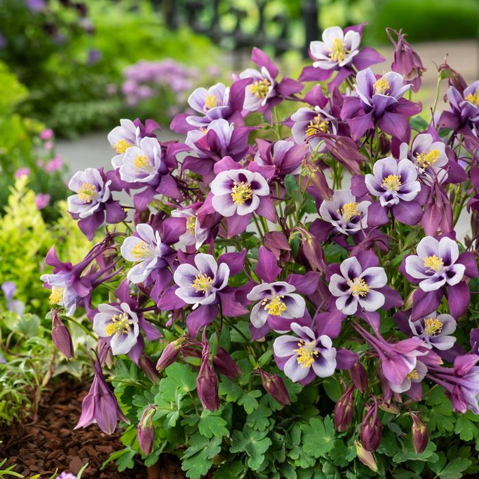 Earlybird™ 'Purple White' - Aquilegia caerulea (Columbine) from Winding Creek Nursery