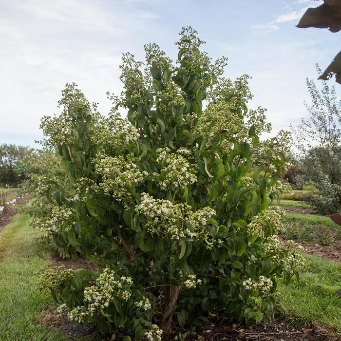 'Tianshan®' Seven-Son Flower - Heptacodium miconiodes from Winding Creek Nursery