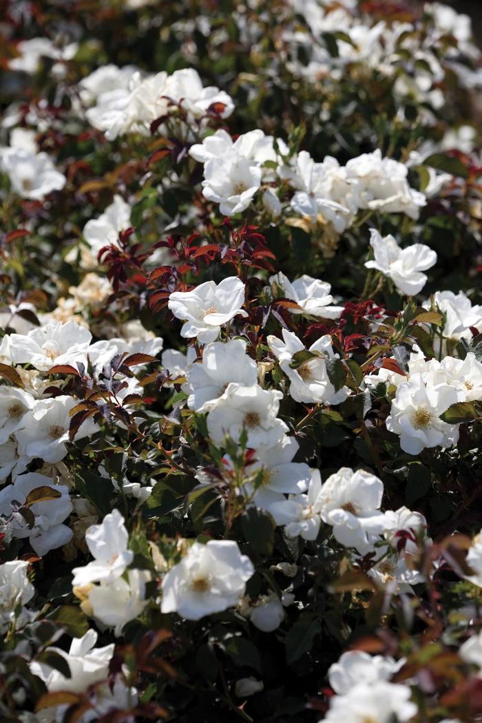 Knock Out® White - Rosa (Rose) from Winding Creek Nursery