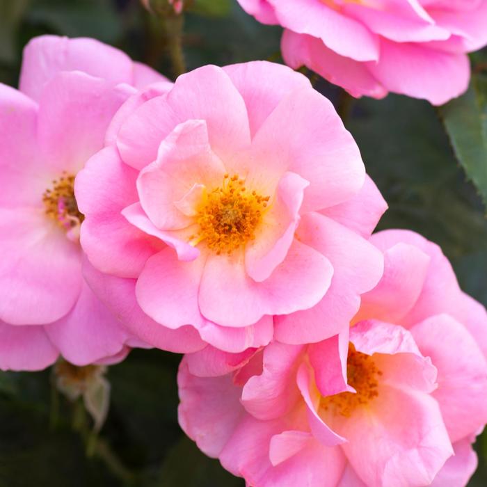 Knock Out® 'Peachy' - Rosa (Rose) from Winding Creek Nursery