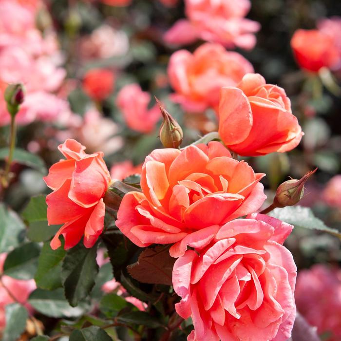 Knock Out® Coral - Rosa (Rose) from Winding Creek Nursery