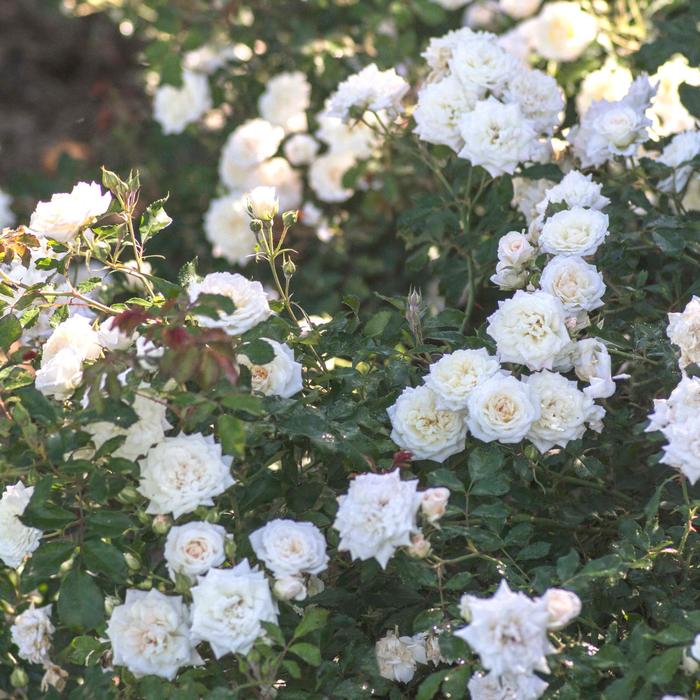 'White Drift®' Rose - Rosa from Winding Creek Nursery