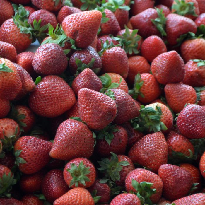 Assorted Strawberry - Fragaria from Winding Creek Nursery