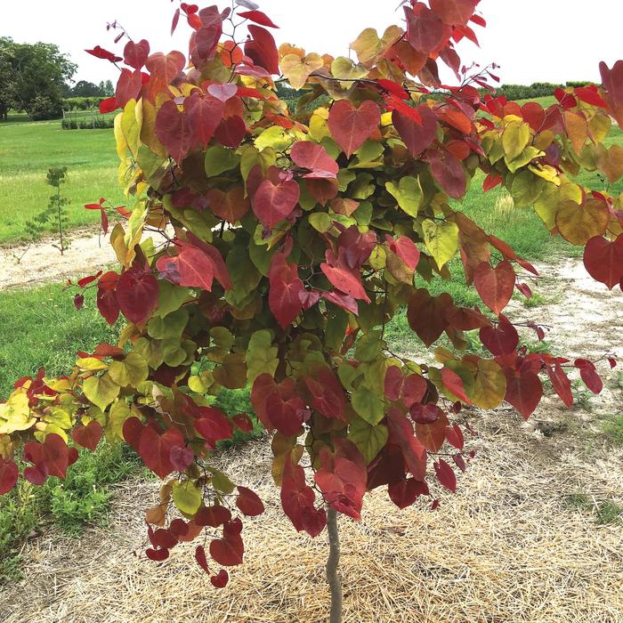 'Flame Thrower®' Redbud - Cercis canadensis from Winding Creek Nursery