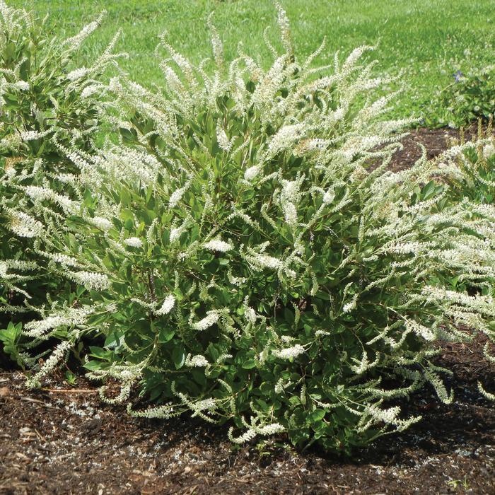 'Summer Sparkler (Einstein)' Summersweet - Clethra from Winding Creek Nursery