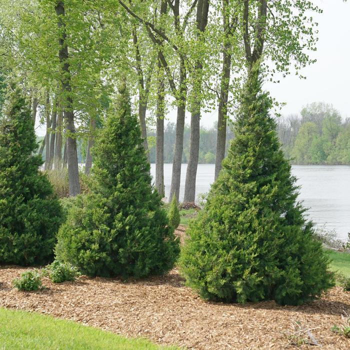 'Gin Fizz®' Juniper - Juniperus chinensis from Winding Creek Nursery