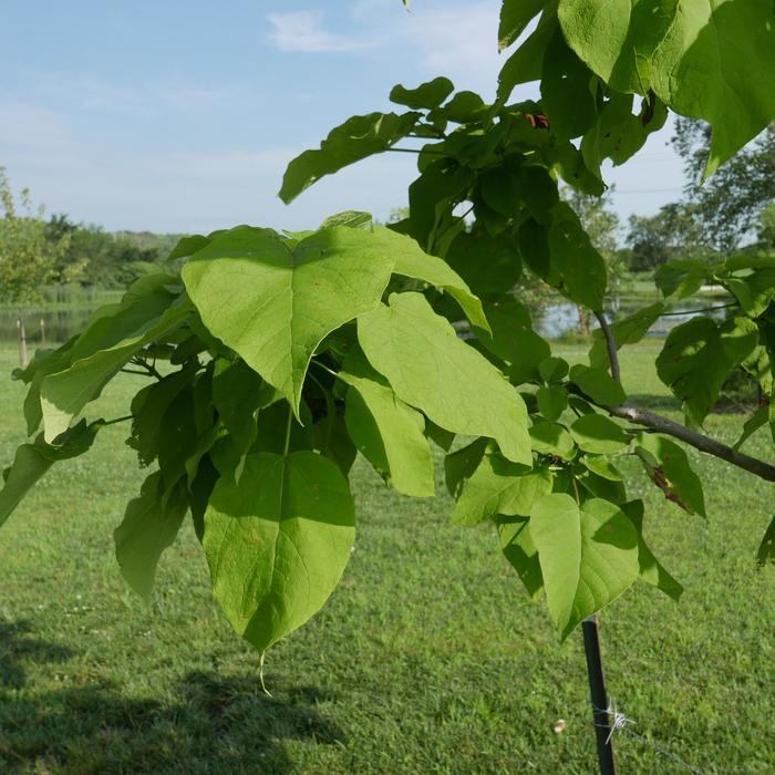 Northern Catalpa - Catalpa speciosa from Winding Creek Nursery