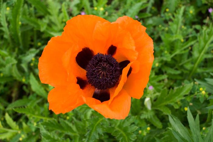 'Prince of Orange' Oriental Poppy - Papaver orientale from Winding Creek Nursery