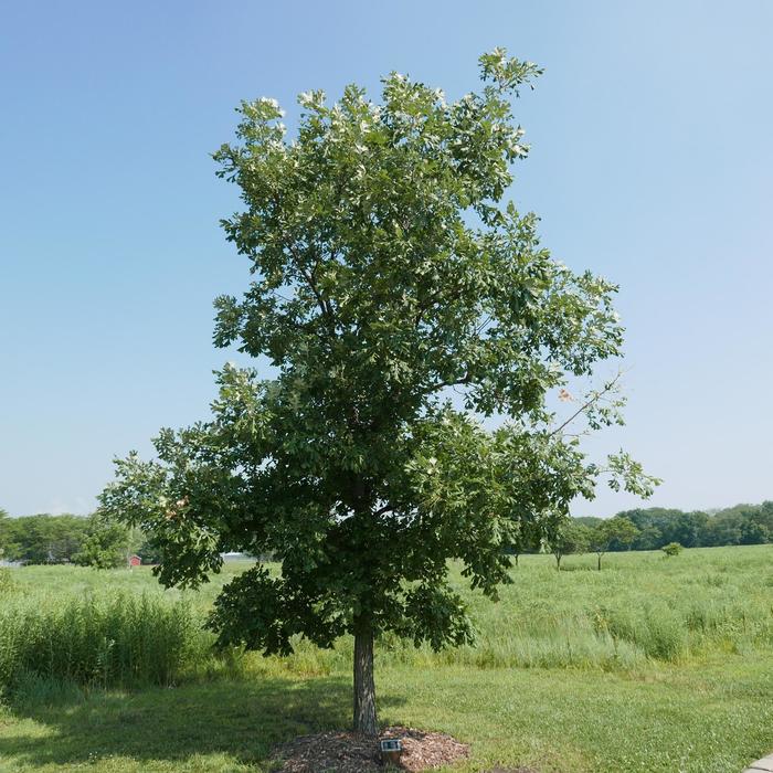 Bur Oak - Quercus macrocarpa from Winding Creek Nursery