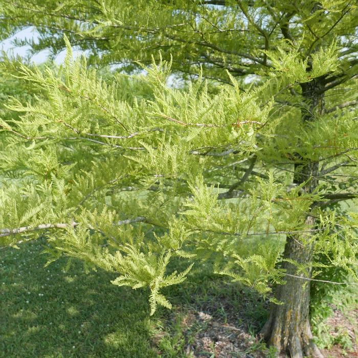 Bald Cypress - Taxodium distichum from Winding Creek Nursery