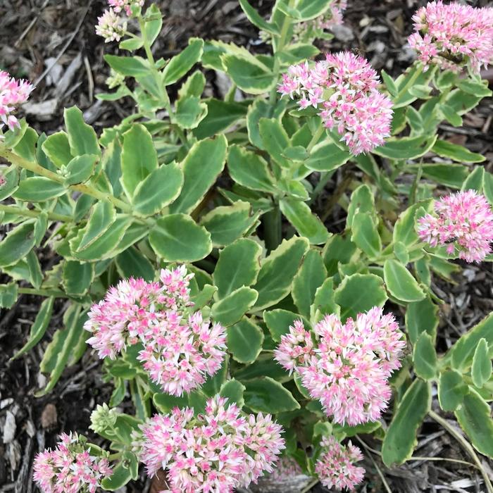 'Frosted Fire' Stonecrop - Sedum telephium from Winding Creek Nursery