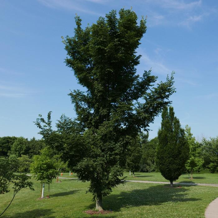 'Patriot' Elm - Ulmus from Winding Creek Nursery