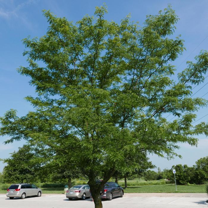 'Skyline®' Honeylocust - Gleditsia triacanthos var. inermis from Winding Creek Nursery